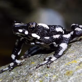 Harlequin Frog