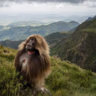 Gelada