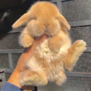 my bunny