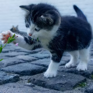 Kitten browsing a flower