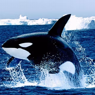 Killer Whale
