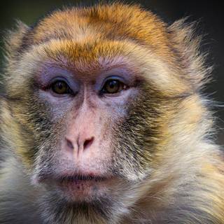 Macaque