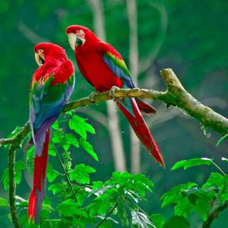 Parrots
