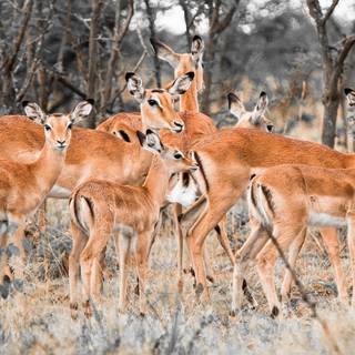 Herd of deers in forest