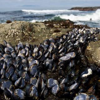 Mussels
