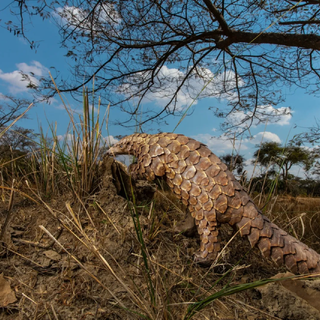 Pangolin