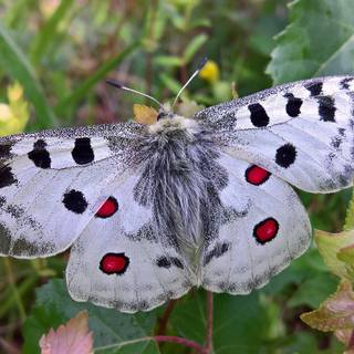 Parnassius Apollo Butterfly