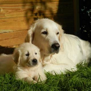 Golden Retriever by JacLou DL
