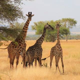 Giraffes