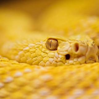 Rattlesnake