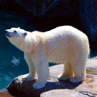 Polar Bear by diapicard