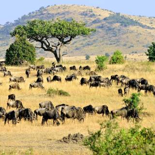 Bison in Serengeti National Park, Tanzania, Africa