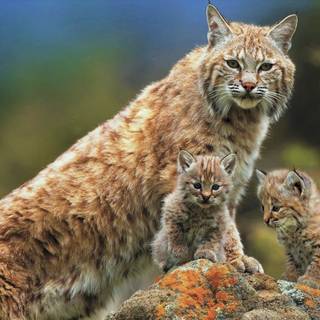 Lynxes