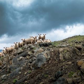 Sheeps by Antonios Ntoumas