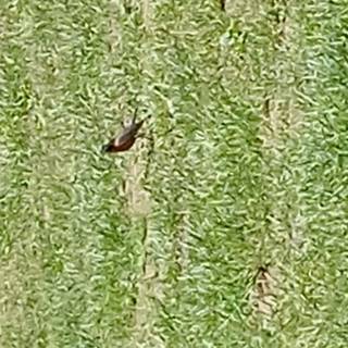 Random bird in my front yard I took a picture of