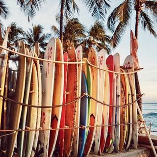 Surf Board Walllpaper