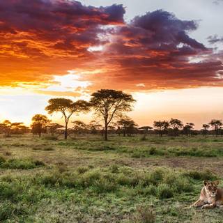 Lioness in Serengeti National Park, Tanzania, Africa