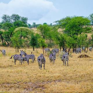 Zebras in Serengeti National Park, Tanzania, Africa