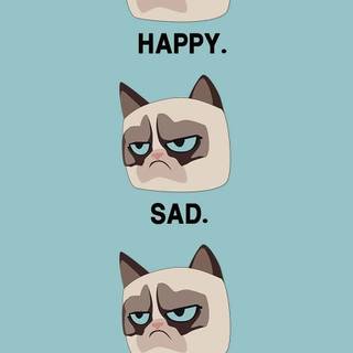 grumpy cat meme background 4k