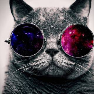 sunglasses cat