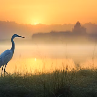 Fog, lake and a bird