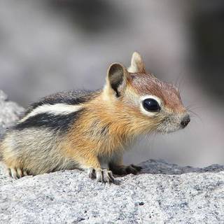 Cute Chipmunk