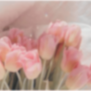 aesthetic blurred tulips <3