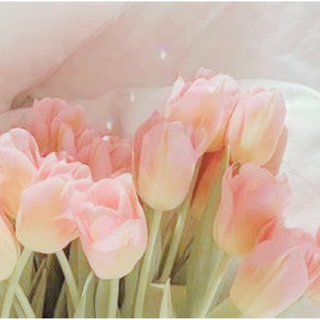 aesthetic tulips unblurred 