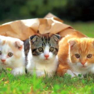cute cats for the cat lovers