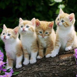 pretty kittens