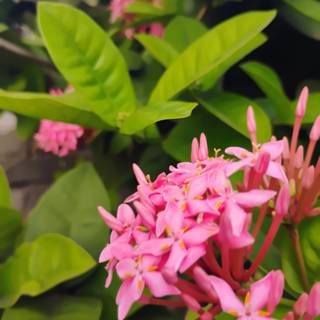 Let your dreams blossoms