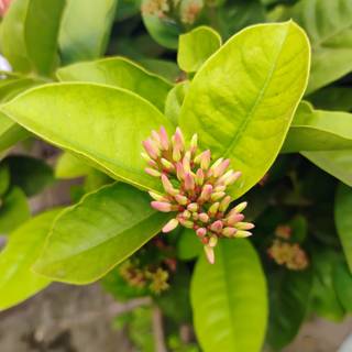 Flowers bring me joy