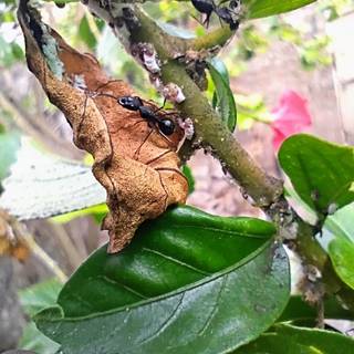 It is not enough to be busy. ...