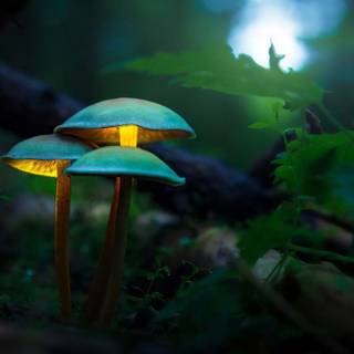 Glowing mushroom
