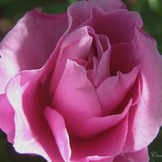 A loved one sees you as you wish you were and likes you as you really are