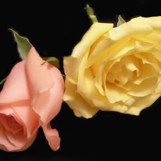 Follow your heart and your dreams will come true