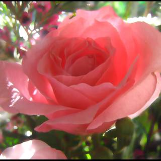 Love comforts like sunshine after rain