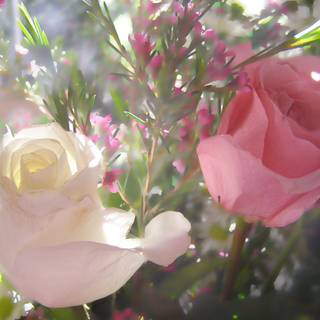 Love cannot be bough .it is priceless and free