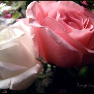 Love creates a haven where one is always safe