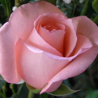 Love brings you closer through the years.j