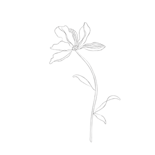 minimalist botanical line sketches-02