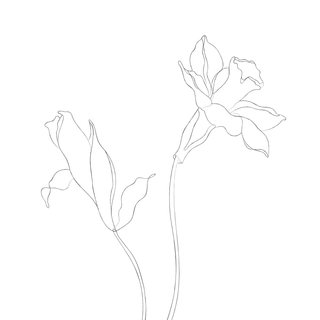 minimalist botanical line sketches-03