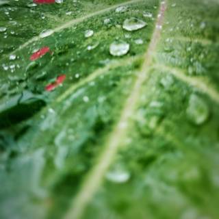 LEAF
