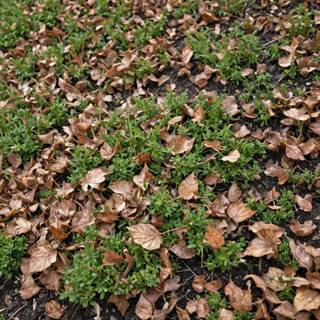 Crunchy dead leaves