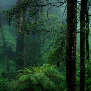 Rain in the Forest HD