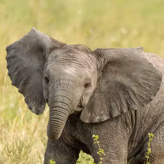 Baby Elephant