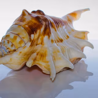 Shell