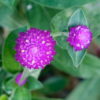 Purple Jewel flowers