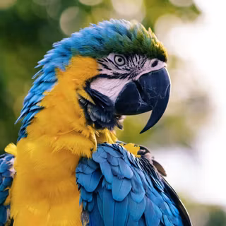 Macaw