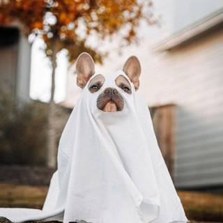 Ghost Dog 